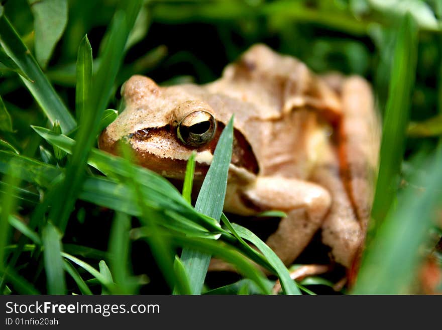 A bronze coloured toad sitting in the grass, looking into the camera.