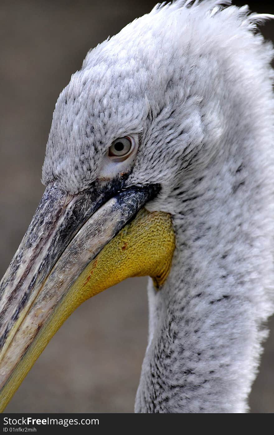 Great white pelican detail portrait. Great white pelican detail portrait