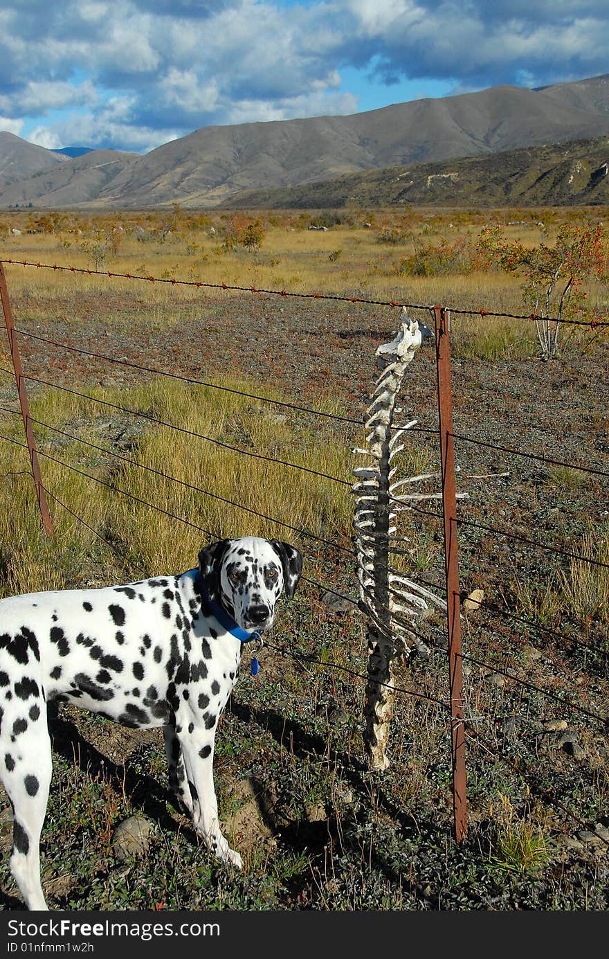 Dog with skeleton bones