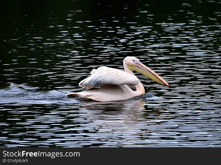 Great white pelican - Pelecanus onocrotalu