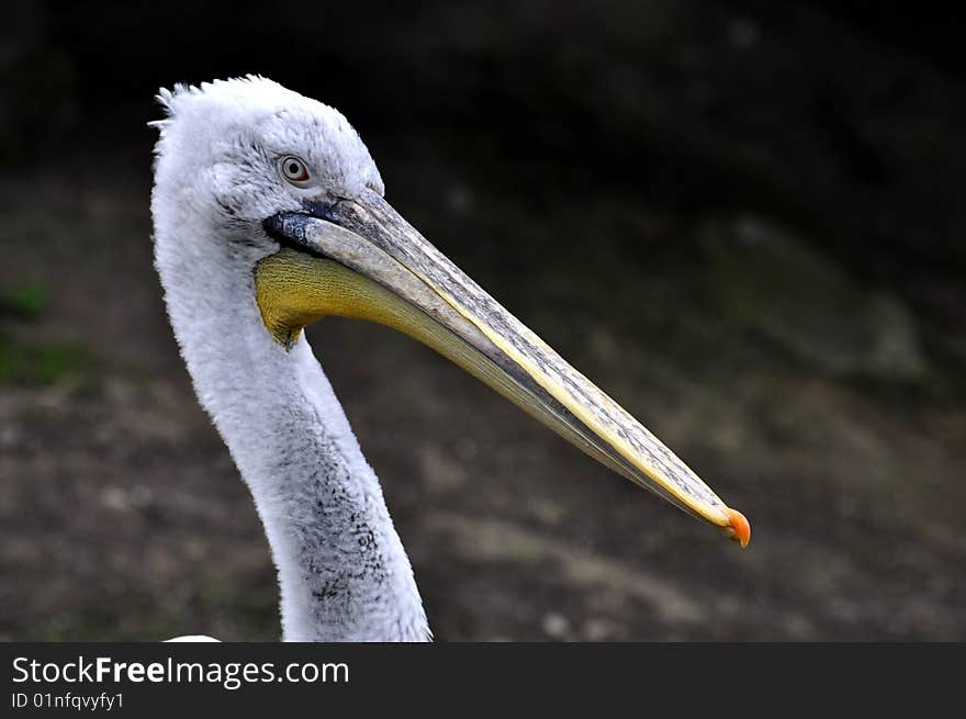 Great white pelican detail portrait. Great white pelican detail portrait