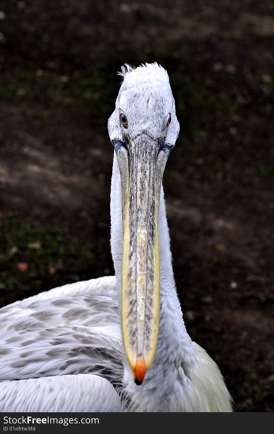 Great white pelican detail portrait. Great white pelican detail portrait