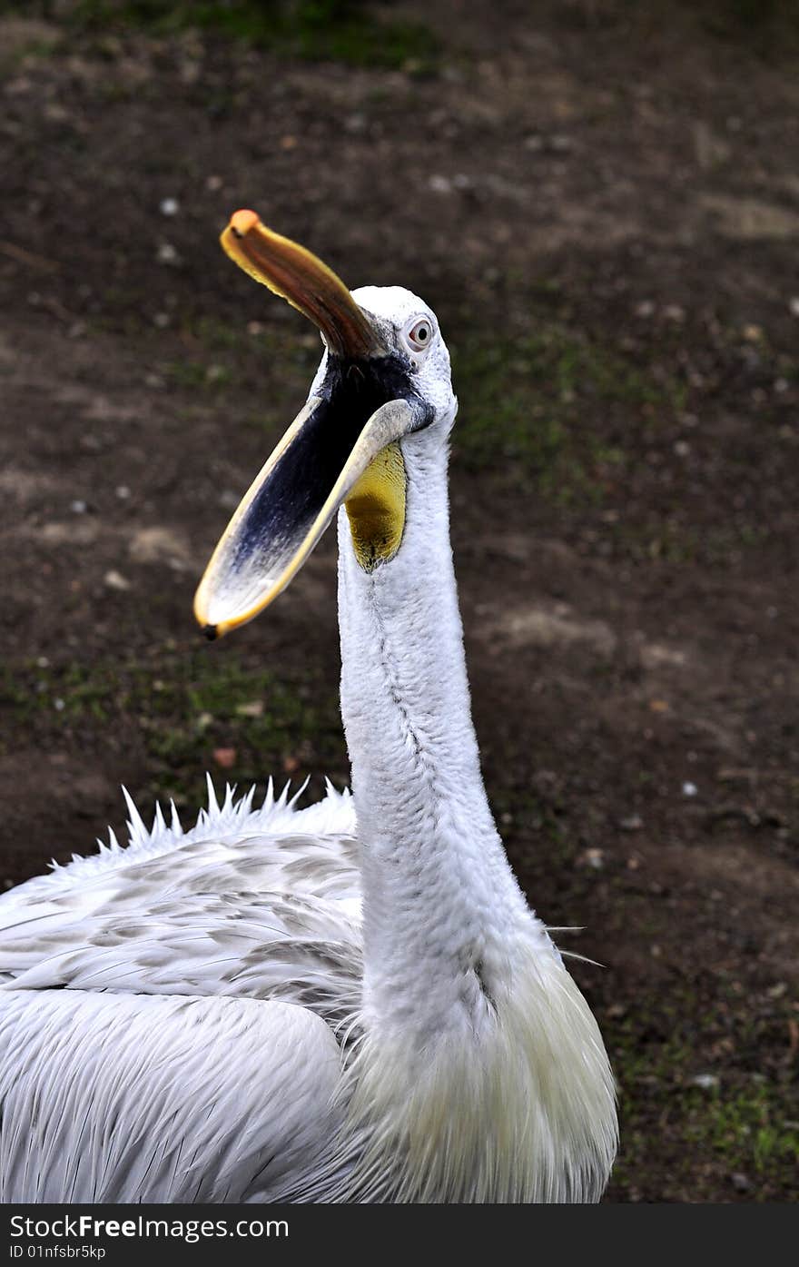 Great white pelican detail portrait. Great white pelican detail portrait