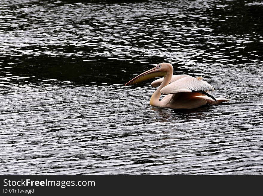 Great white pelican - Pelecanus onocrotalu