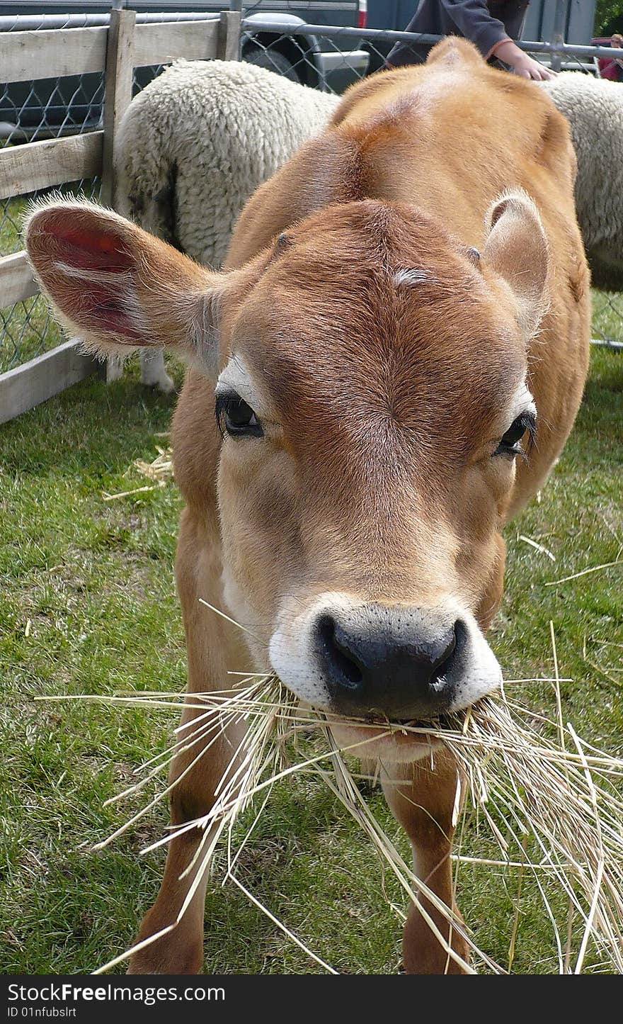 Jersey calf munching on straw