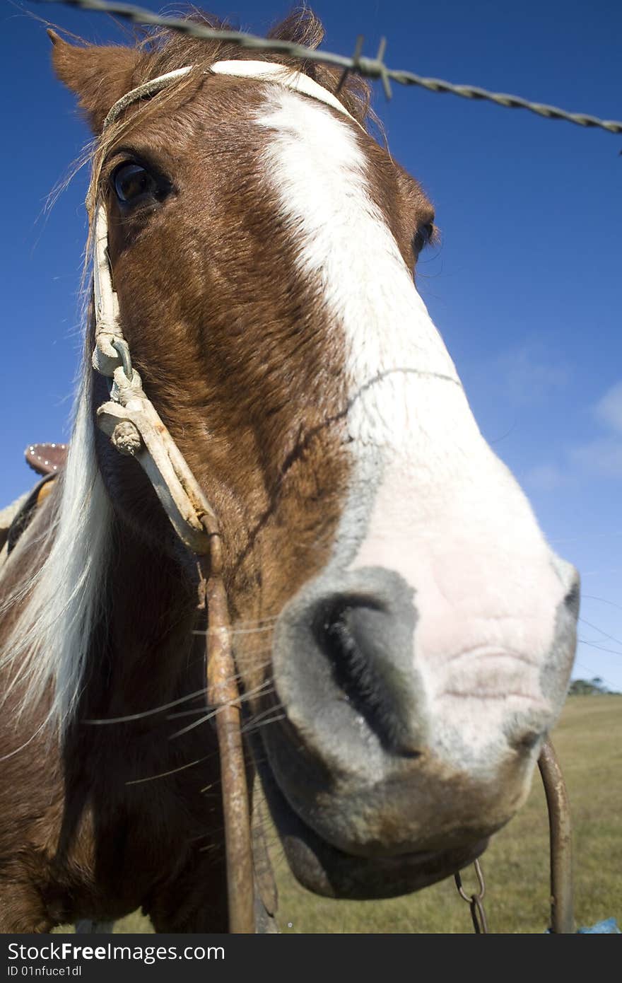 Horse Behind Fence