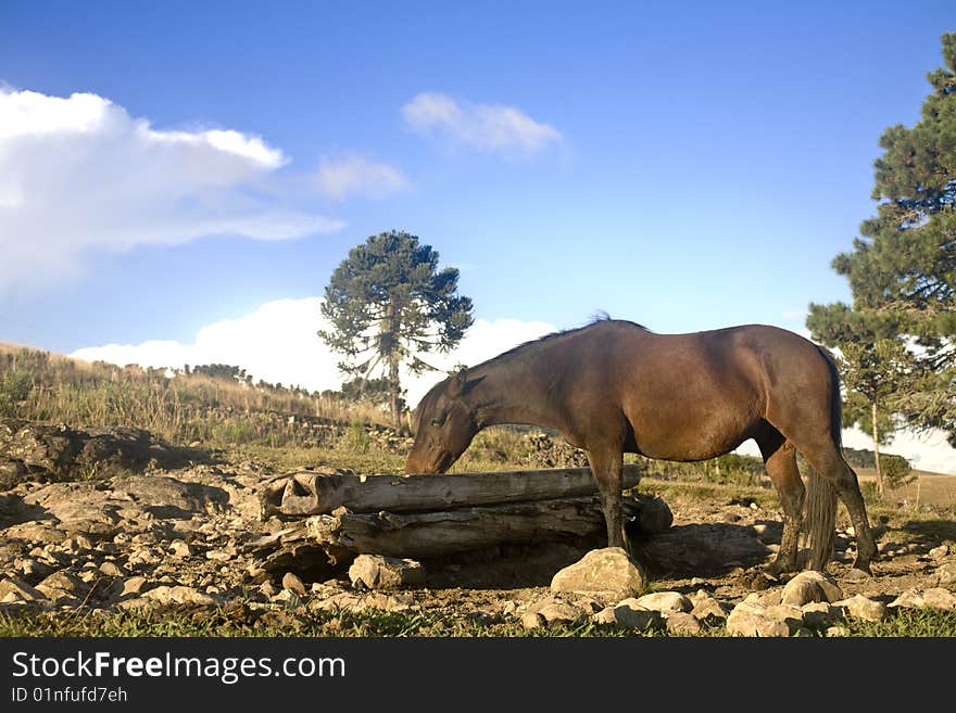 A beautiful horse with a bright blue sky, eating. A beautiful horse with a bright blue sky, eating.