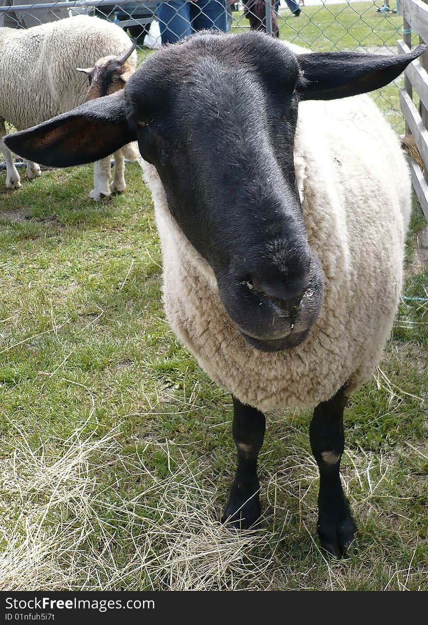 Black faced sheep peering into camera. Black faced sheep peering into camera