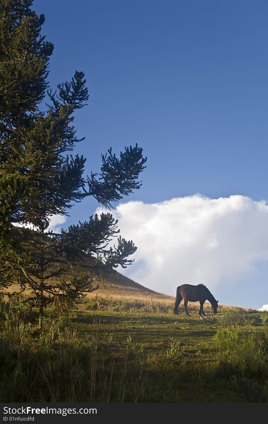 Horse And Pine Tree