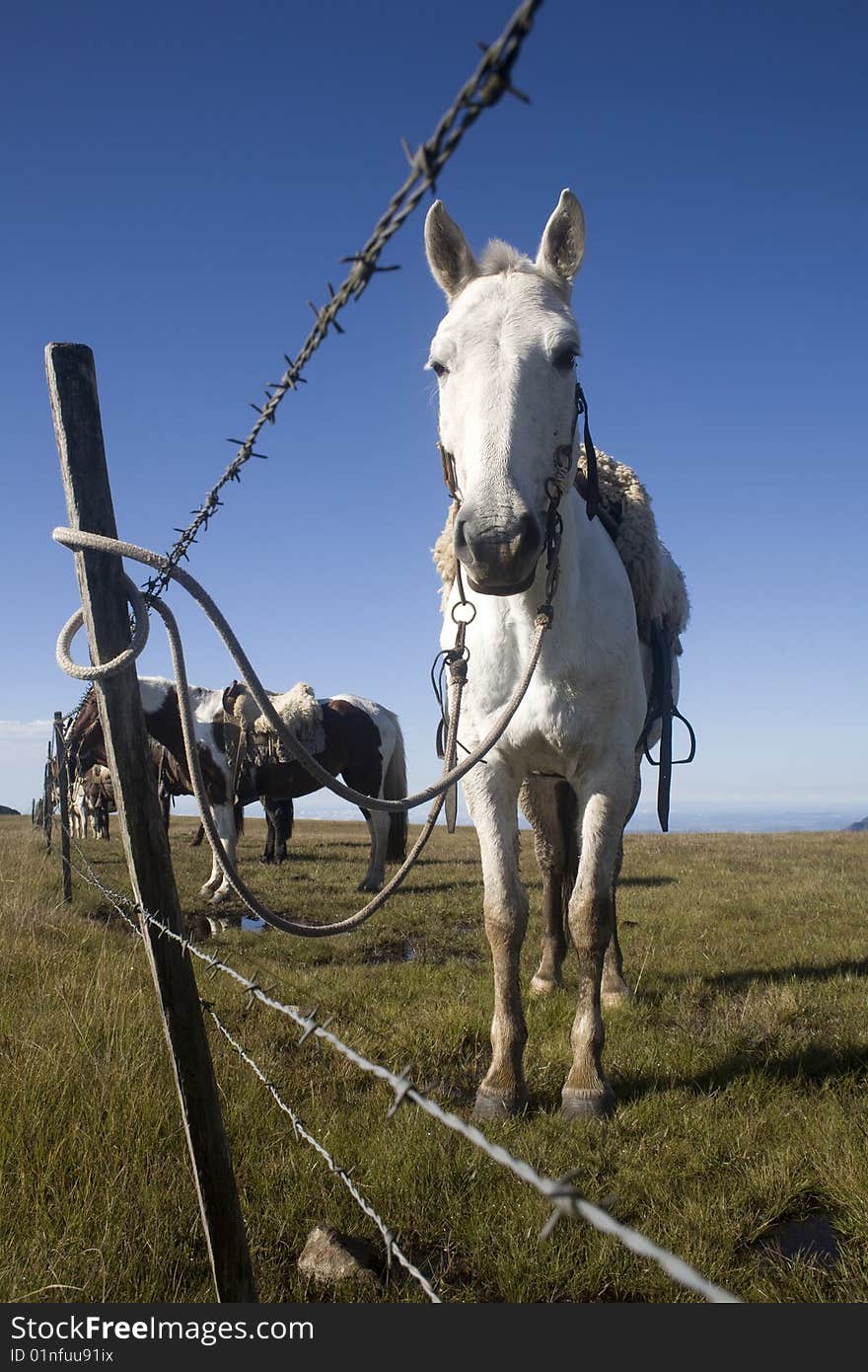 Horse Behind Fence