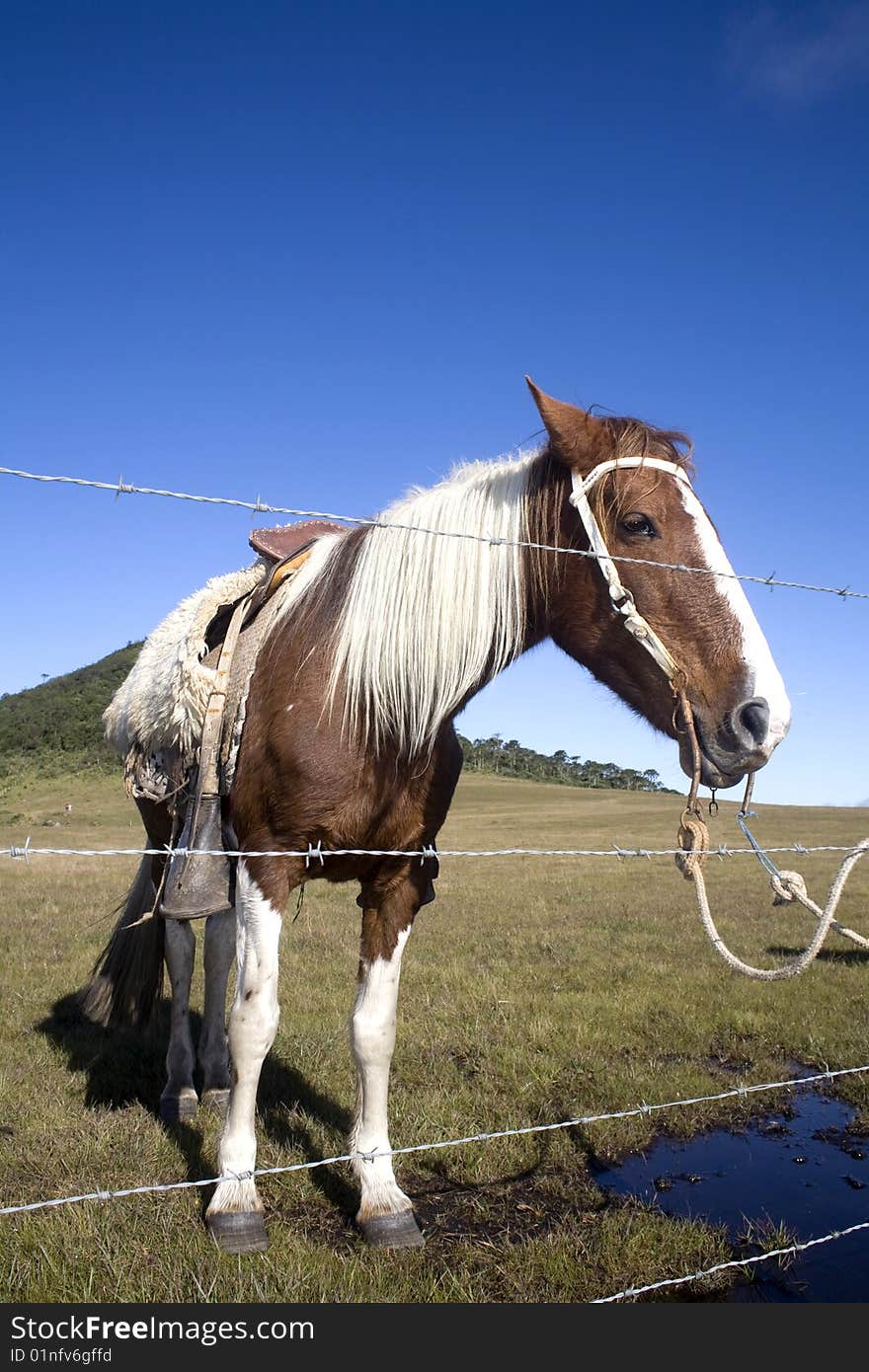 A beautiful horse on a green field with a bright blue sky, behind a barbed wire fence. A beautiful horse on a green field with a bright blue sky, behind a barbed wire fence.