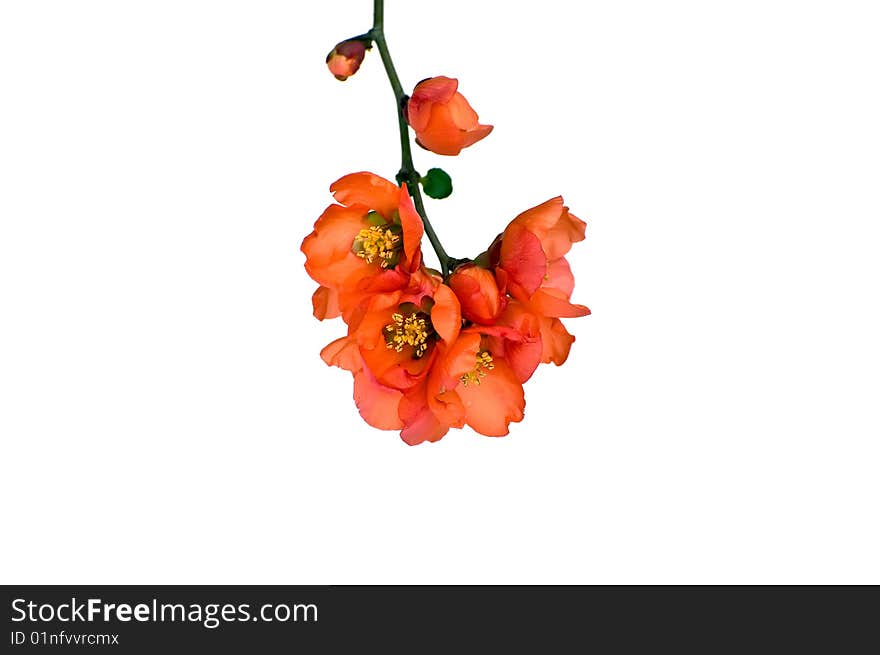 Spring, beautiful, blossoming branch of a bush on a white background.