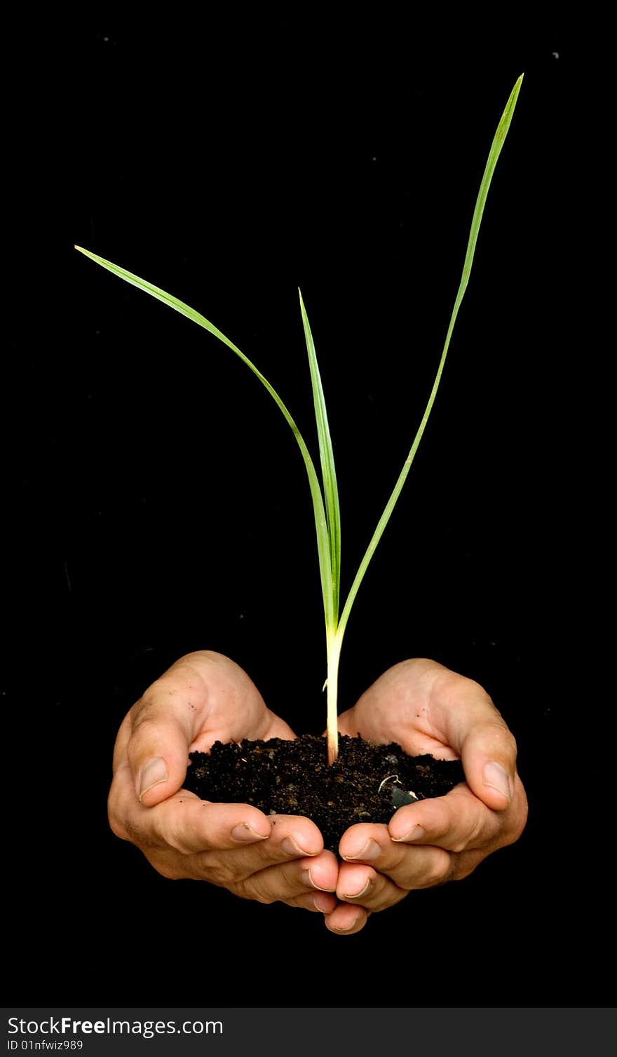 Hands with a sedge plant