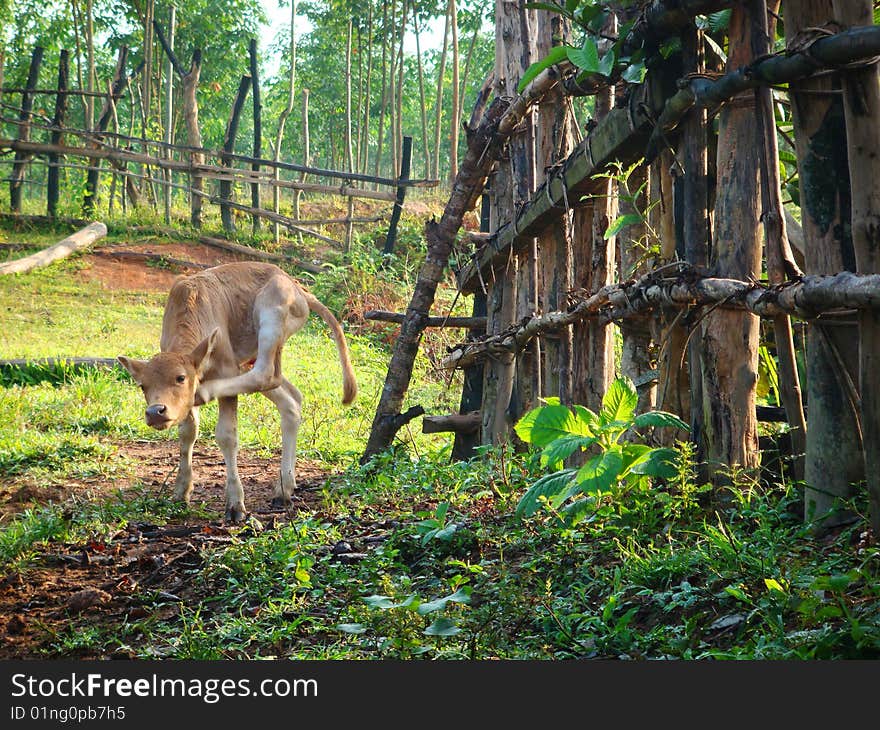 Calf in the morning sunshine. Calf in the morning sunshine