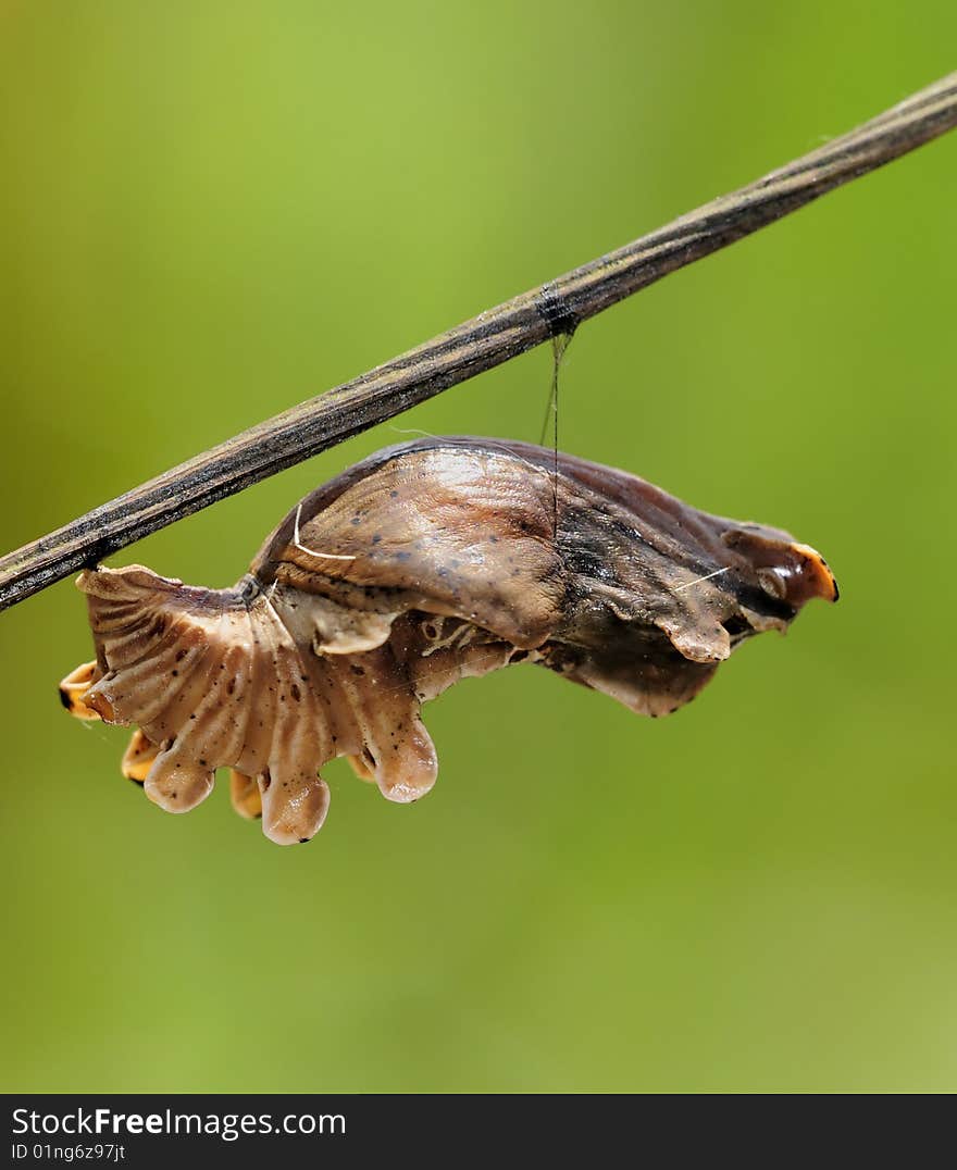 Butterfly Pupa - Common Rose