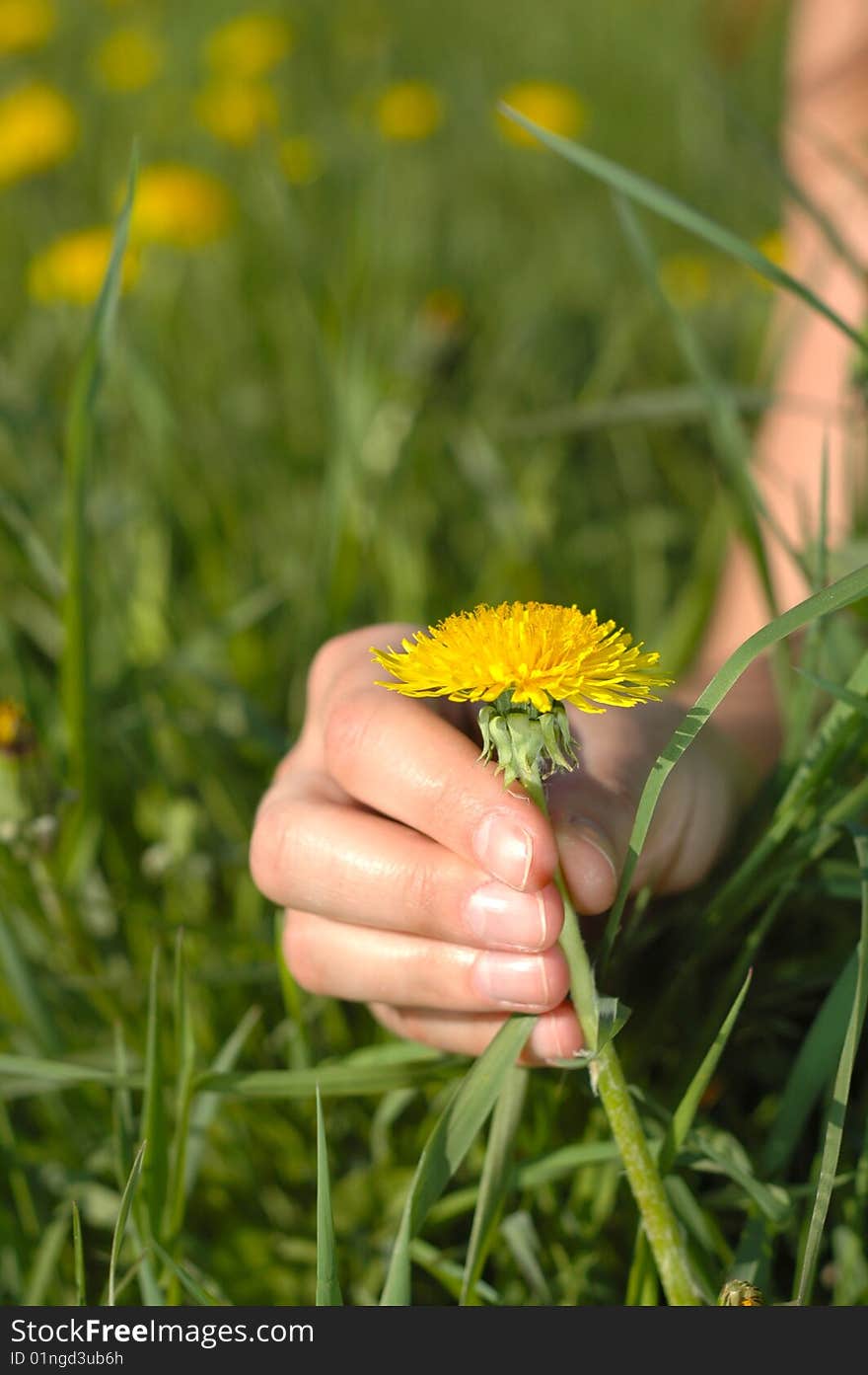 Hand catching a dandelion from the dandelion field