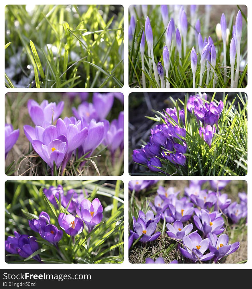 Spring flowers background, natural background