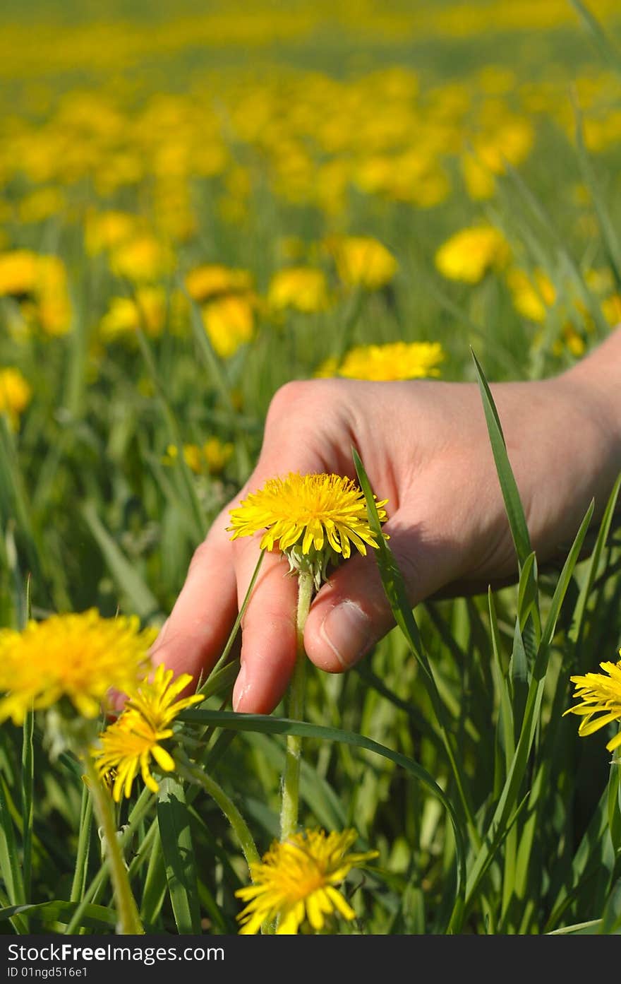 Hand catch the dandelion from Dandelion field