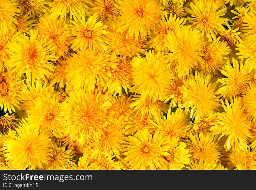 Fresh yellow flowers dandelions