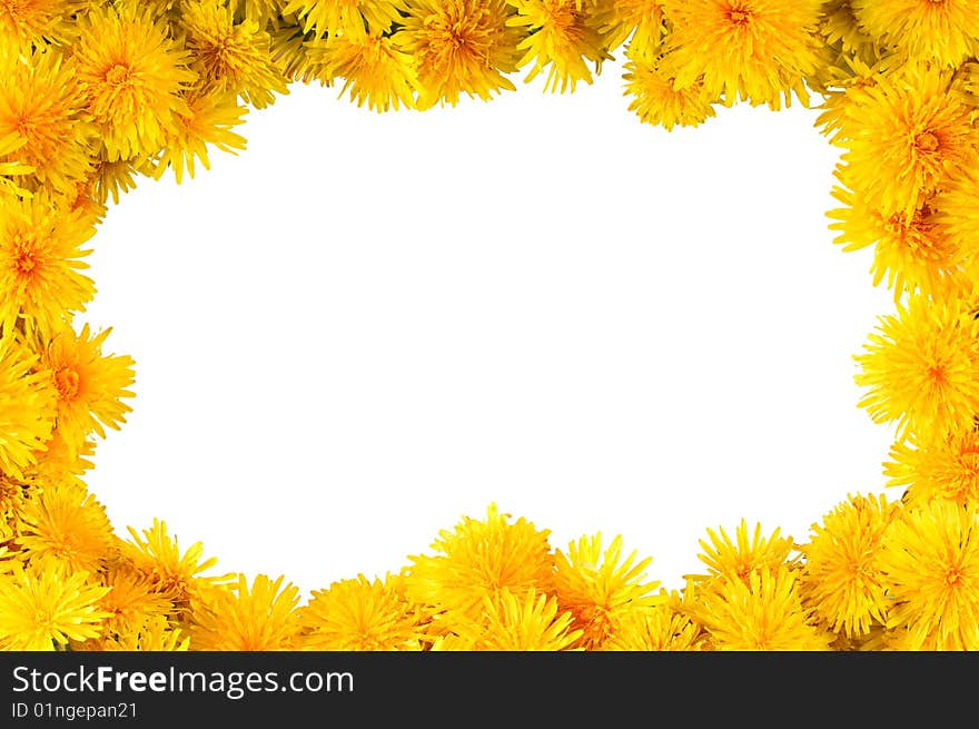 Frame of fresh yellow flowers dandelions with clipping path. Frame of fresh yellow flowers dandelions with clipping path