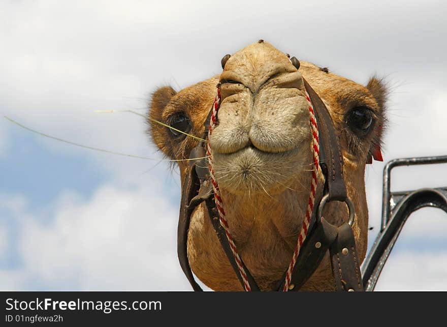 Camel