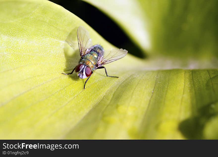 Sarcophaga fly