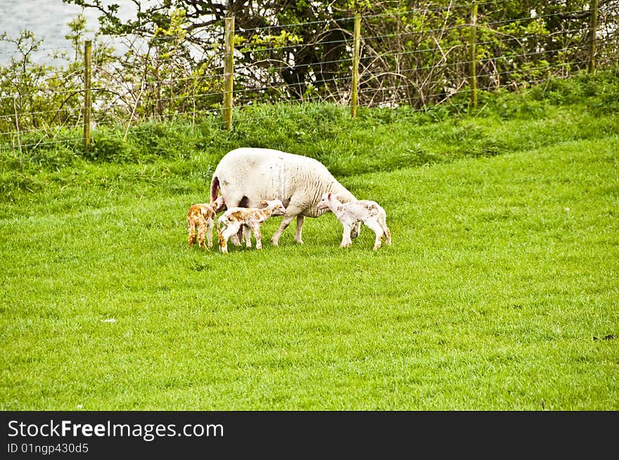 Sheep just given birth to 3 Lambs