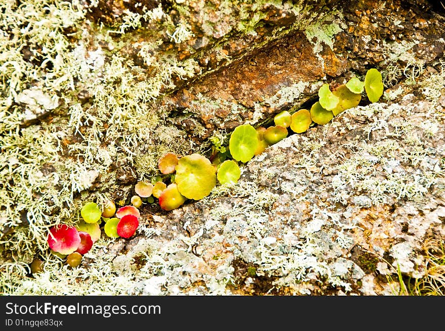 Row of plants in a crack on a rock on the sea shore dyke on Arran. Row of plants in a crack on a rock on the sea shore dyke on Arran