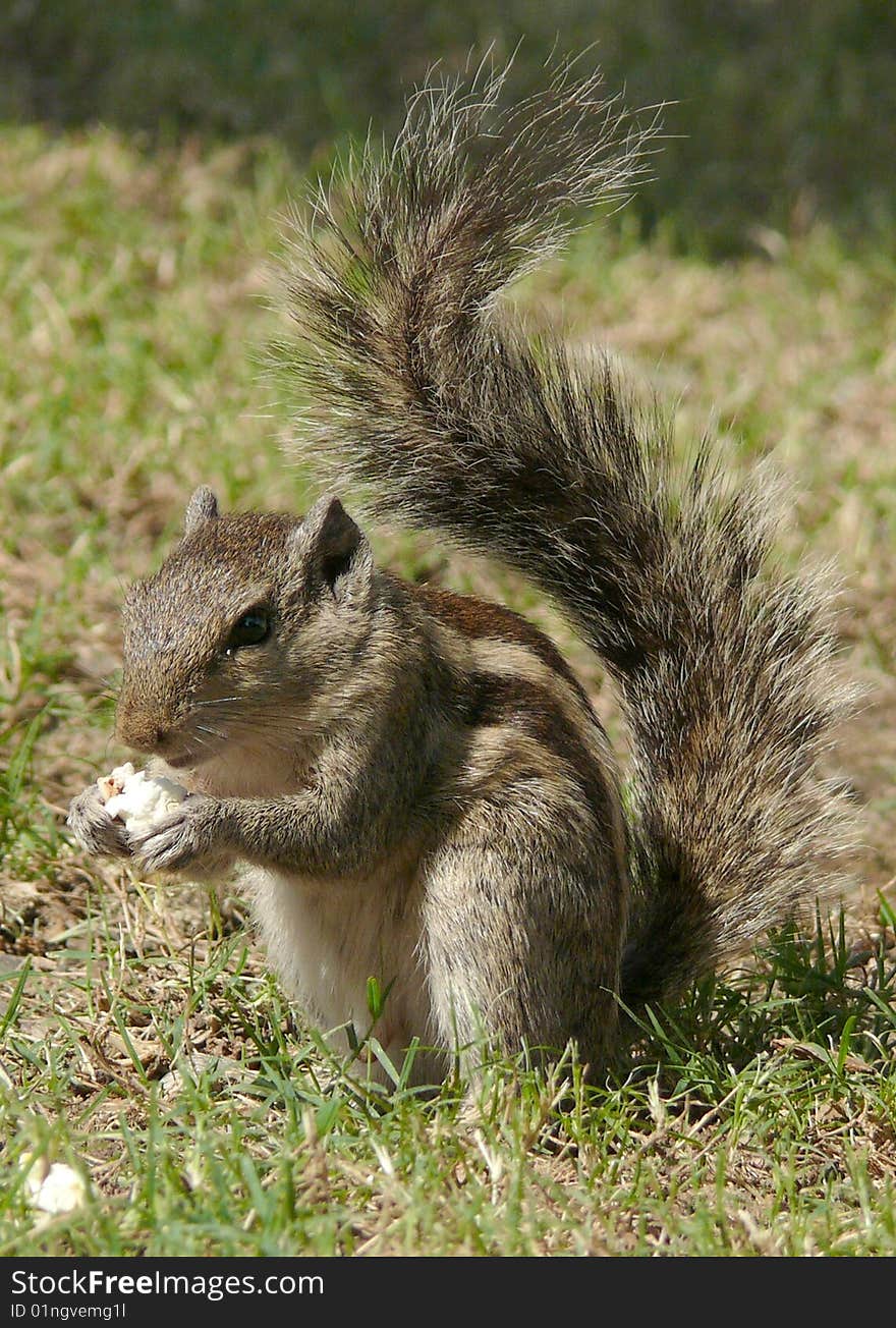 Photo of a squirrel who is fond of popcorns.
A squirrel is one of many small or medium-sized rodents in the family Sciuridae. The Indian Palm Squirrel (Funambulus palmarum) also known as Three-Striped Palm Squirrel, is a species of rodent in the Sciuridae family. It is found naturally in India and Sri Lanka. Photo of a squirrel who is fond of popcorns.
A squirrel is one of many small or medium-sized rodents in the family Sciuridae. The Indian Palm Squirrel (Funambulus palmarum) also known as Three-Striped Palm Squirrel, is a species of rodent in the Sciuridae family. It is found naturally in India and Sri Lanka.