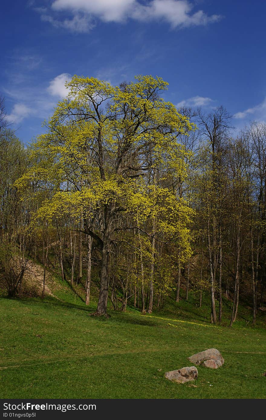 Blossoming maple, dark blue sky and green grass. Blossoming maple, dark blue sky and green grass