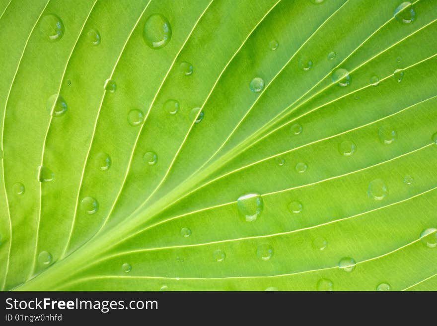 Detailed green perennial leaf with water droplets. Detailed green perennial leaf with water droplets