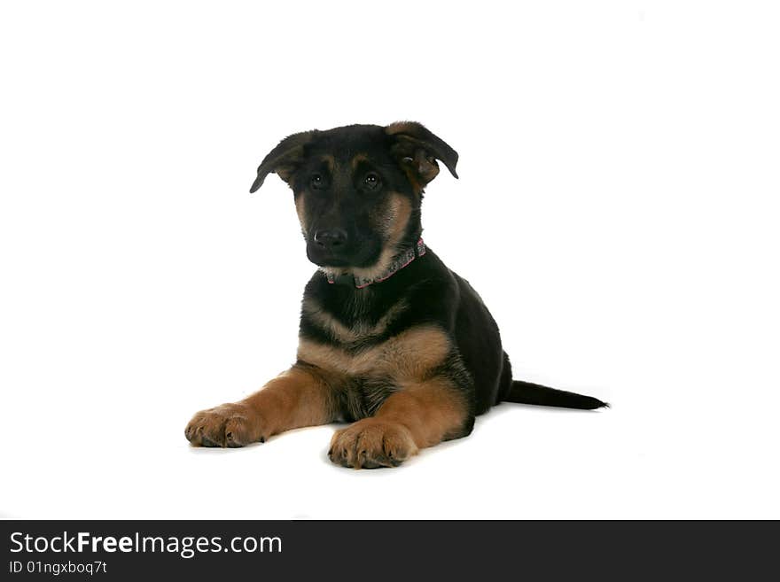 Cute brown and tan puppy on high key background. Cute brown and tan puppy on high key background