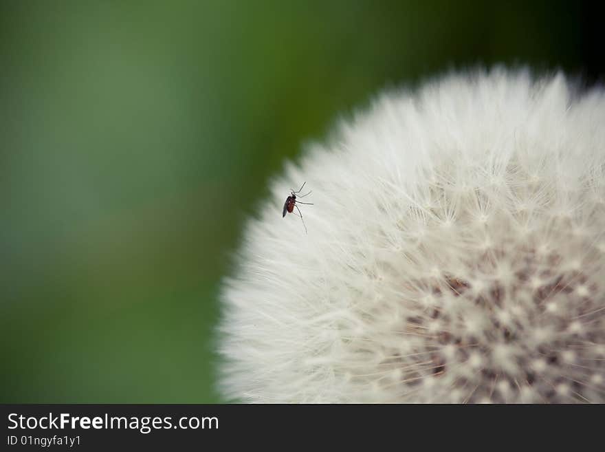 Dandelion in Macro Perspective with green background