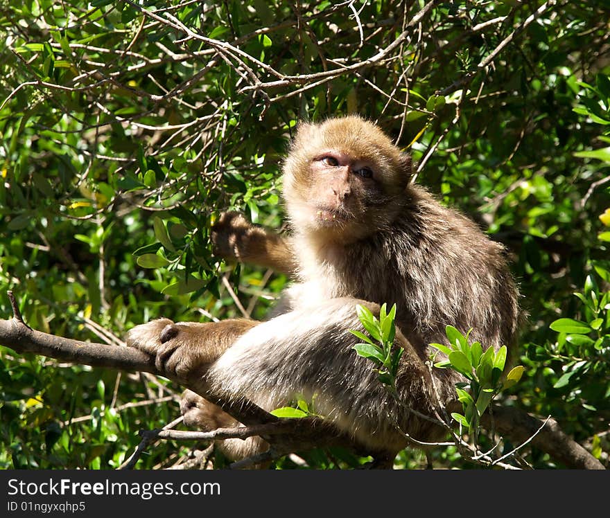 Monkey in a Tree