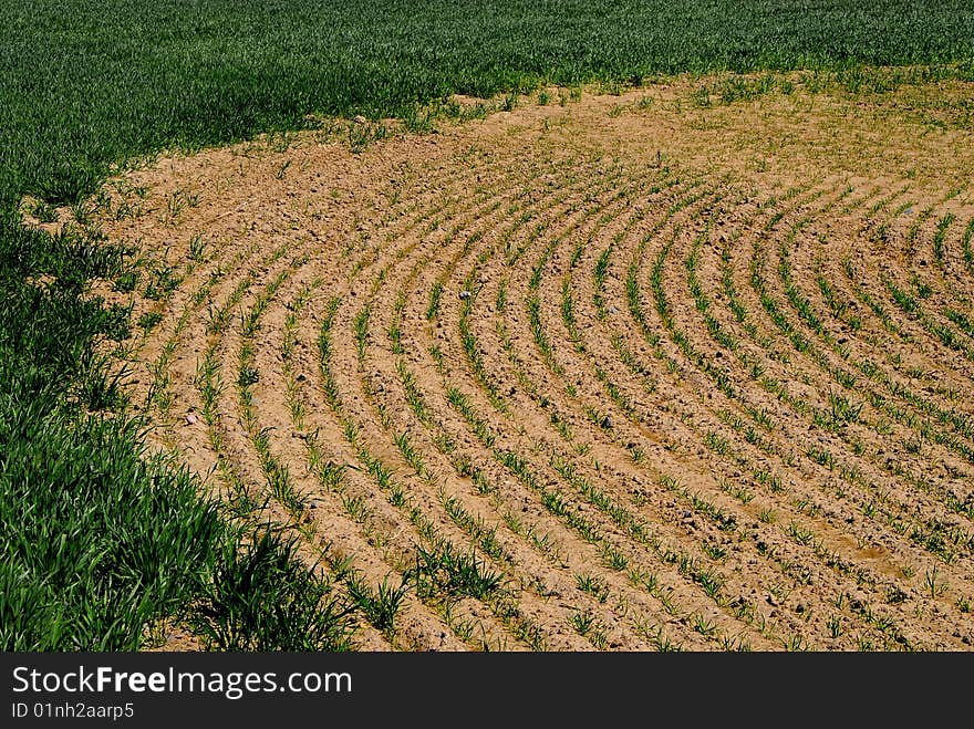 Rows of green crops growing in agricultural field. Rows of green crops growing in agricultural field