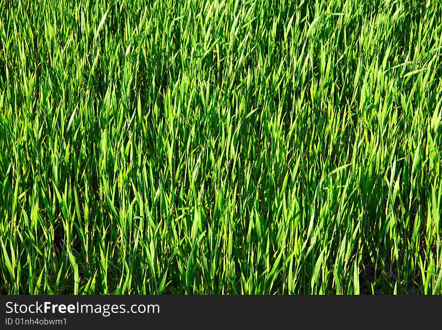 green grass nature texture background