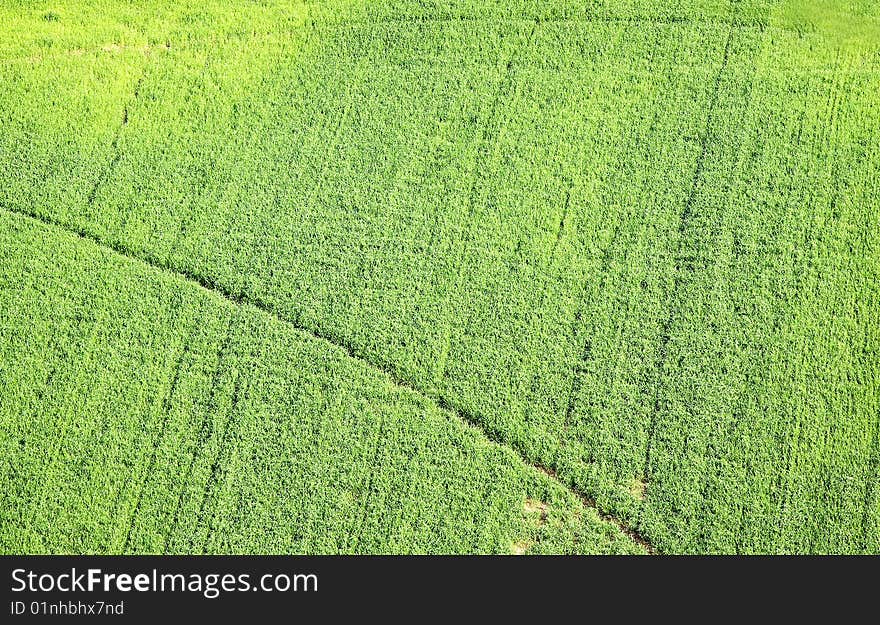 Green lawn seen from above