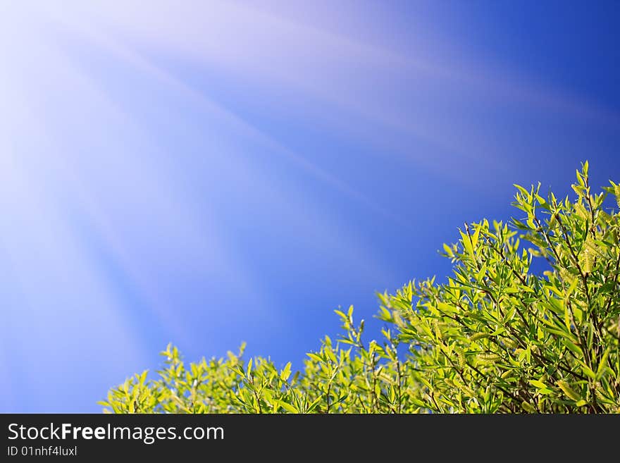 Willow branches on a blue sky background. Willow branches on a blue sky background