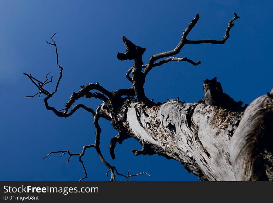 An old dry pine tree. An old dry pine tree