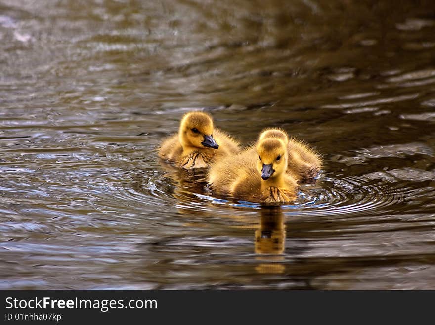 Ducklings