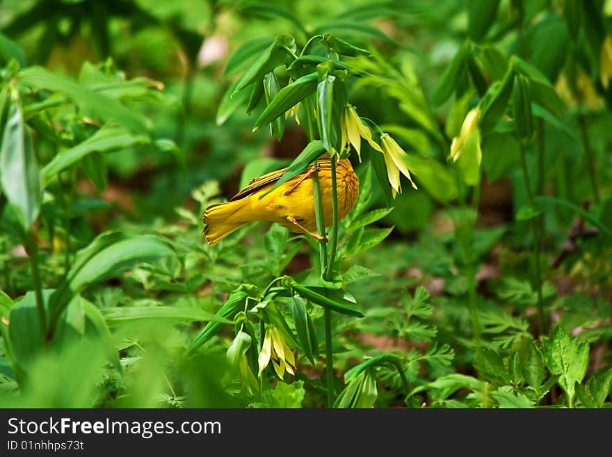 Yellow warbler 3