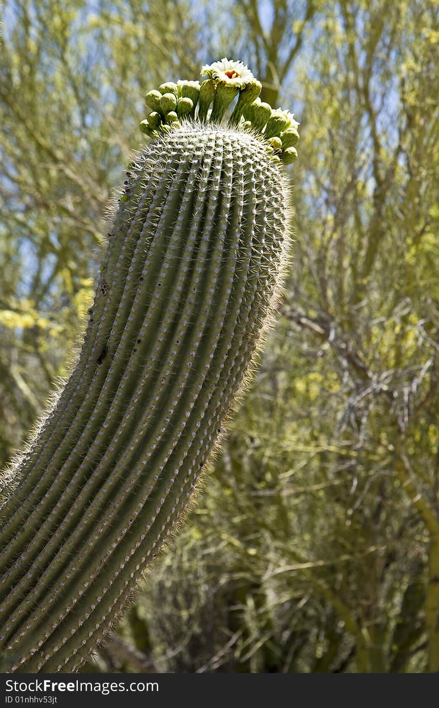 Saguaro cactus arm in spring bloom. Saguaro cactus arm in spring bloom