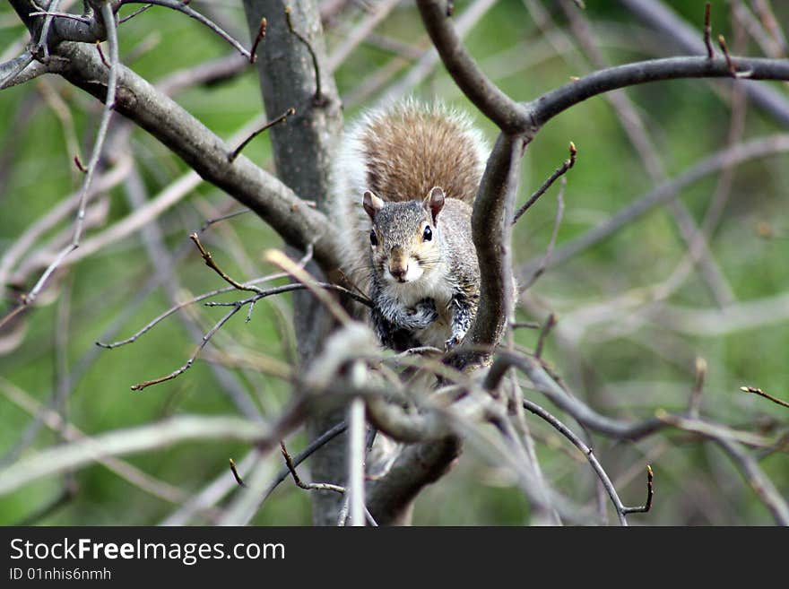 Squirrel On Tree Branch