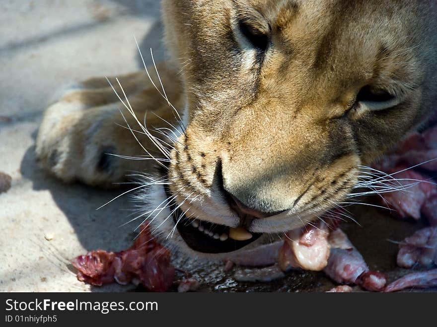 Close-up female lion eating