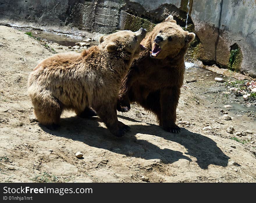 Two bears fighting or playing