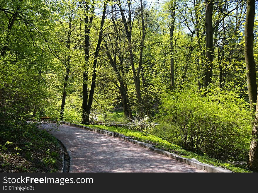 Alley in the spring park. Alley in the spring park