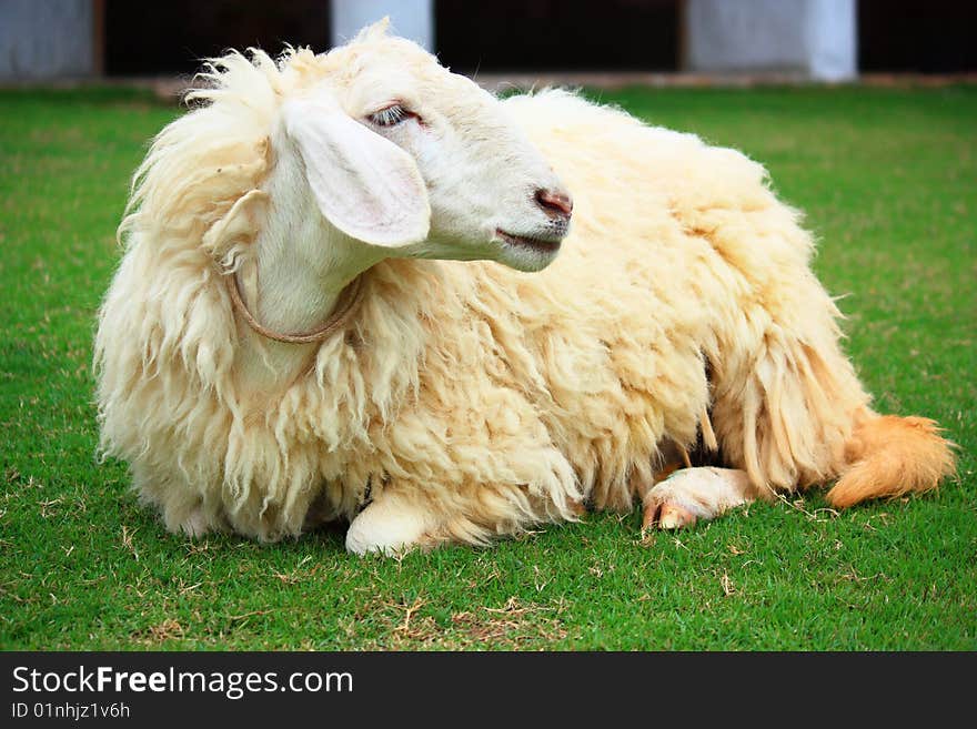 Sheep In Suan Pheung Thailand