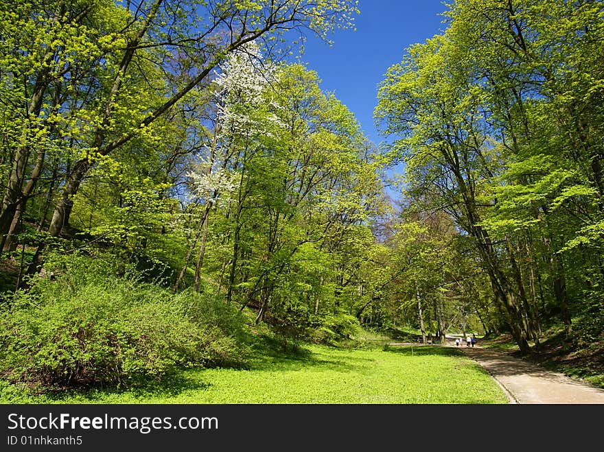 Walk in park during spring time