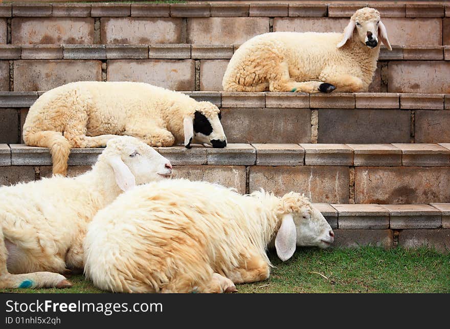 Sheep in Suan Pheung Thailand