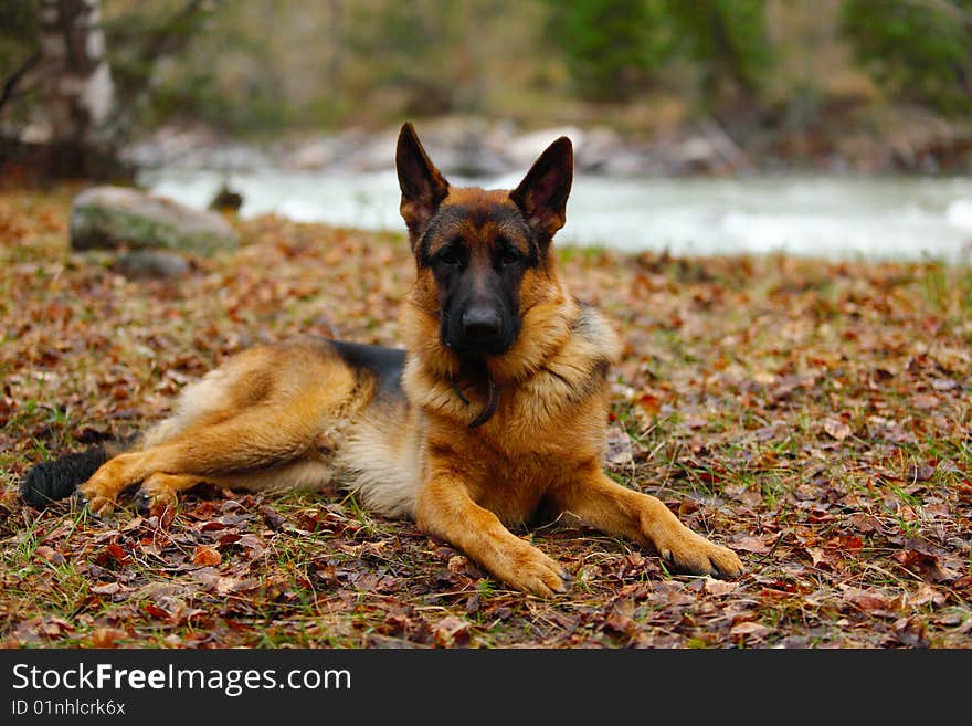 The German shepherd lies on leaves